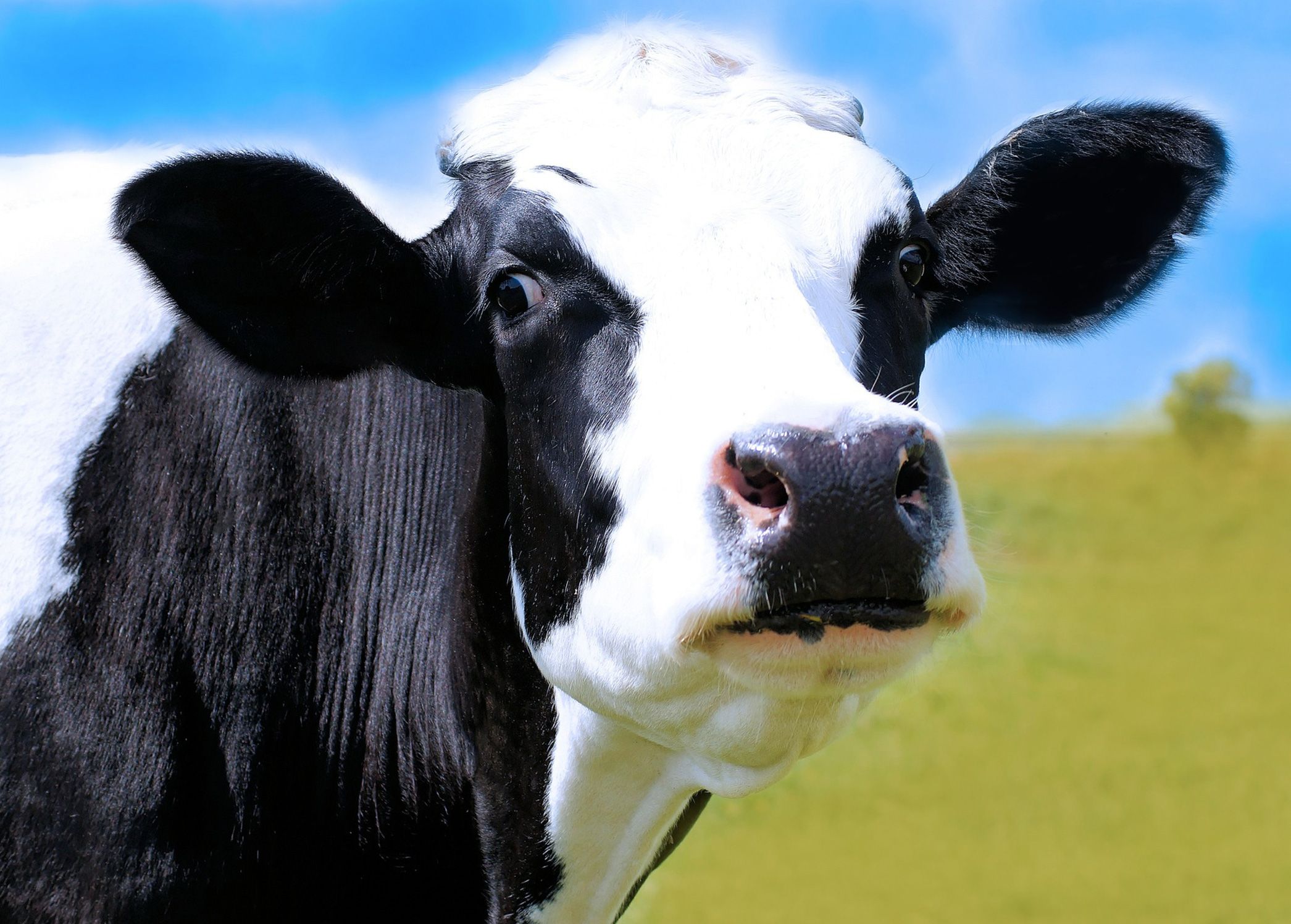 Wertvolle Jungrinder